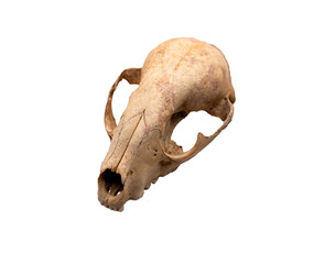 Rabbit Skull on a transparent background 