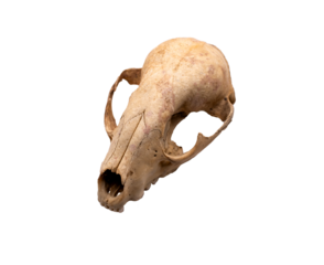 Rabbit Skull on a transparent background 