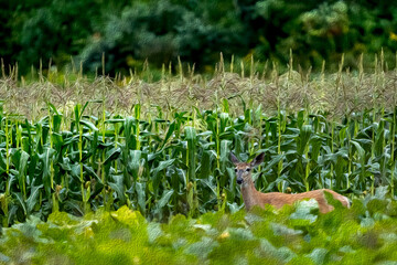 deer in the corn