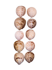 Two Rows of Sea Shells on a transparent background 
