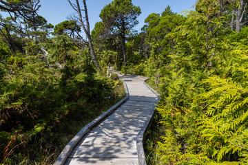 Obraz premium boardwalk in the forest