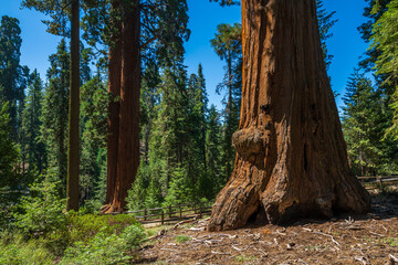 The General Grant Tree loop in the Sequoia & Kings Canyon National Park. 