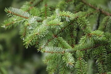 Picea omorika. Serbian spruce tree in the garden. Close up.