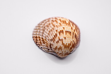 seashell isolated on a white background