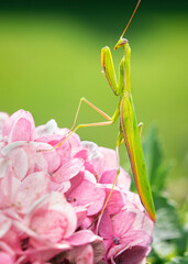 Green Praying Mantis on Pink Flowers