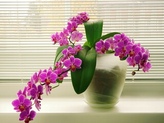 Pink orchid flower on the windowsill, on the background of blinds closeup. Tropical blooming house flowers.	