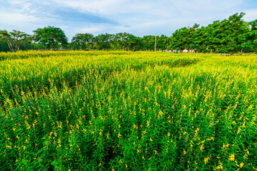 Beautiful landscape yellow Sunn Hemp flowers field with dramatic sunset sky background in Phitsanulok, Thailand.