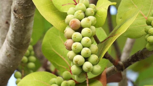Coccoloba uvifera (seagrape, baygrape, Sea Grape, Jamaican Kino, Platter Leaf). This plant is an ornamental plant and serves as a dune stabilizer and protective habitat for small animal