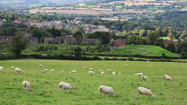 A Flock of Sheep Grazing on a Field in the Background of a Town (Hexham, England)
