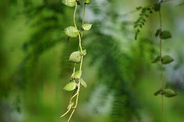 Hoya lacunosa is a species of plant in the genus Hoya native to Southeast Asia. Like most Hoya, it is an epiphytic vining climber. It has smooth ovate to lanceolate leaves