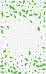Green Foliage Background Transparent Vector. Greenery Garden Card. Rustic Texture. Greenish Organic Frame. Leaves Light.
