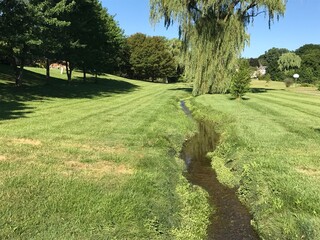 Creek Alongside a Weeping Willow Tree