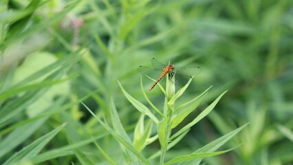 Double Winged Dragonfly