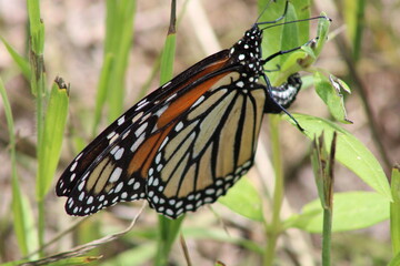 Fototapeta premium Monarch Drying her wIngs