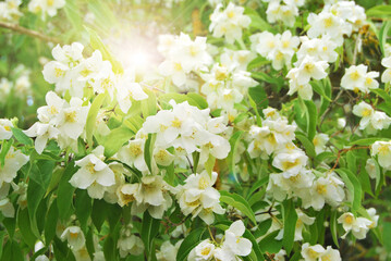 Jasmine tree blossom, blooming jasmine tree in the springtime