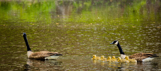country goose family