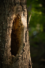 Obraz premium bark of a tree