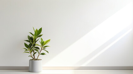plant in the interior with white empty wall.Generative Ai