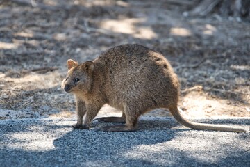 Little and furry Quokka on the roadside smiling happily to the camera. Funny and happy creatures of...