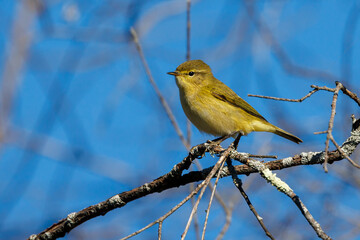 Common chiffchaff (Phylloscopus collybita).