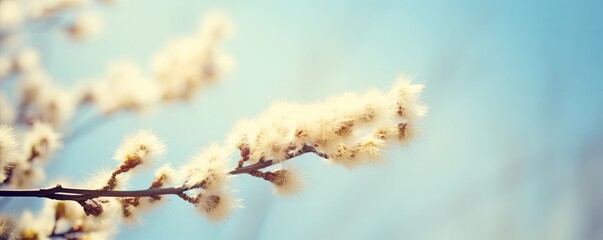 Obraz premium Blooming fluffy willow branches in spring close-up on nature macro with soft focus on turquoise blue background sky. Vintage muted tones, copy space, ultra-wide, Generative AI