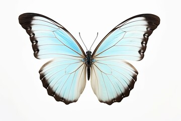 Fototapeta premium Butterfly is white with a black pattern and light blue tint isolated on a white background. Morpho polyphemus, White Morpho, Generative AI