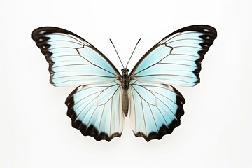 Butterfly is white with a black pattern and light blue tint isolated on a white background. Morpho polyphemus, White Morpho, Generative AI