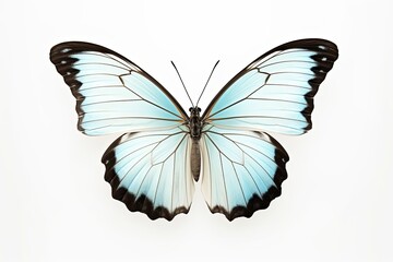 Fototapeta premium Butterfly is white with a black pattern and light blue tint isolated on a white background. Morpho polyphemus, White Morpho, Generative AI