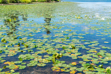 Lake Washington Lily Pads 3