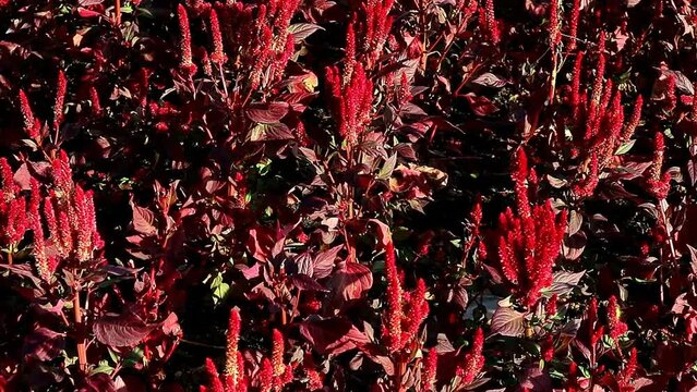 Footage of Gorgeous Flowering Copperleaf Plants Growing in the Sunlight