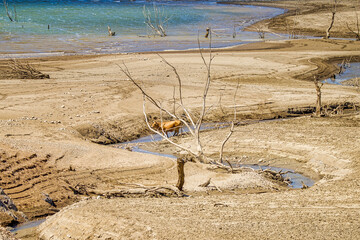 a lonely brown cow looking for water at a dried up riverbed with dead trees standing on it 