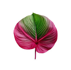 pink leaf isolated on white