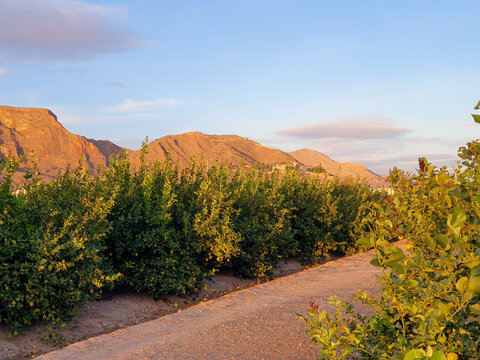 Vega Baja del Segura - Huerta en el entorno de Orihuela y sus pedan&iacute;as