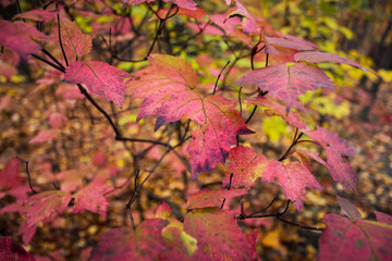 Forest and trees in autumn with leaves colored in pink