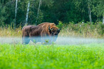 Wielki żubr na brzegu lasu