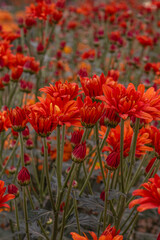 Flores com folhas cor laranja na cidade de Holambra, Estado de São Paulo, Brasil