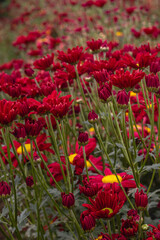 Fototapeta premium Flores com folhas vermelhas na cidade de Holambra, Estado de São Paulo, Brasil