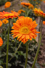 Flores com folhas cor laranja na cidade de Holambra, Estado de São Paulo, Brasil