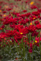 Flores com folhas vermelhas na cidade de Holambra, Estado de São Paulo, Brasil