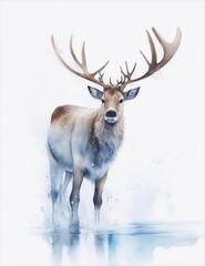 deer watercolor on white background illustration