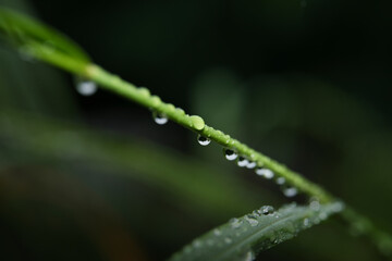 raindrops attached to a stem of grass