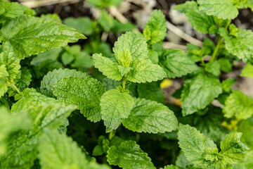 Peppermint Plant