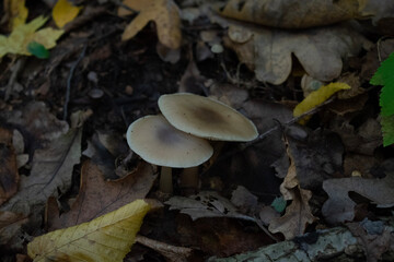 mushrooms in the forest