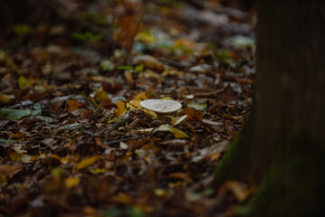 autumn leaves in the forest