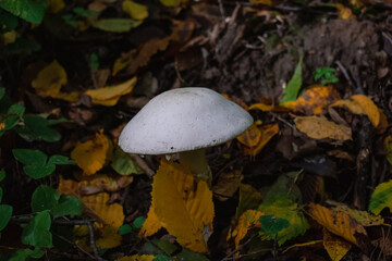 mushrooms in the forest