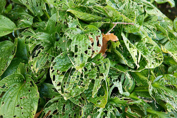 Slug and or snail destroyed Hosta in Nidderdale
