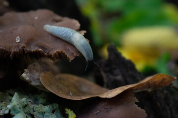 mushroom on the tree
