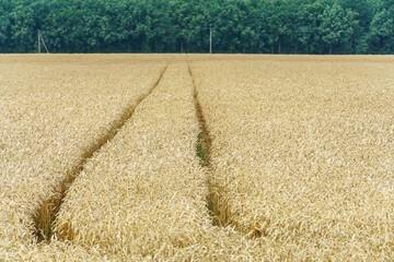 Traces of a tractor in a wheat field. The result of the work of agricultural machinery. Agricultural field and forest on the horizon. Agribusiness and food industry.