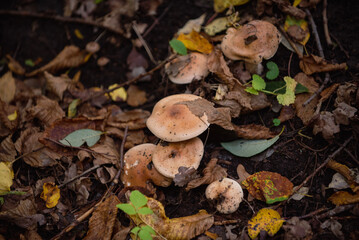mushrooms in the forest