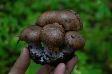 boletus edulis mushroom